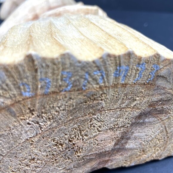 Wood Carved Dolphin Sculpture 18” Handcrafted – Natural Wood -Read Details - Picture 9 of 14